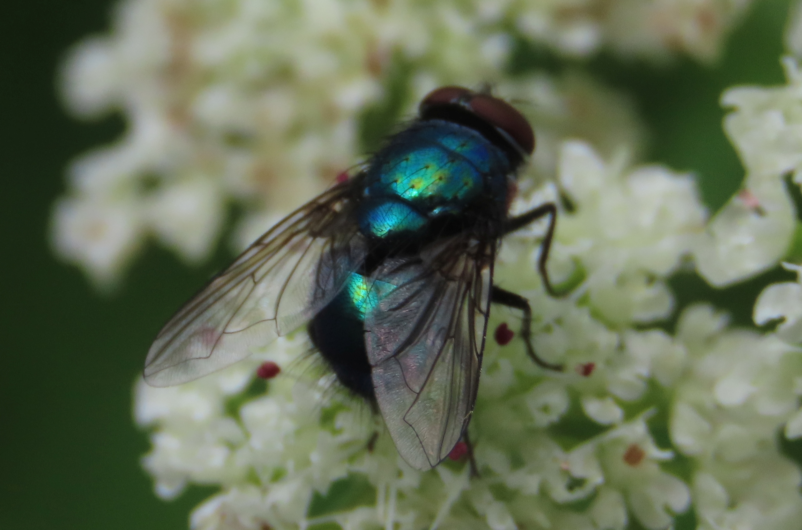Lucilia-sp